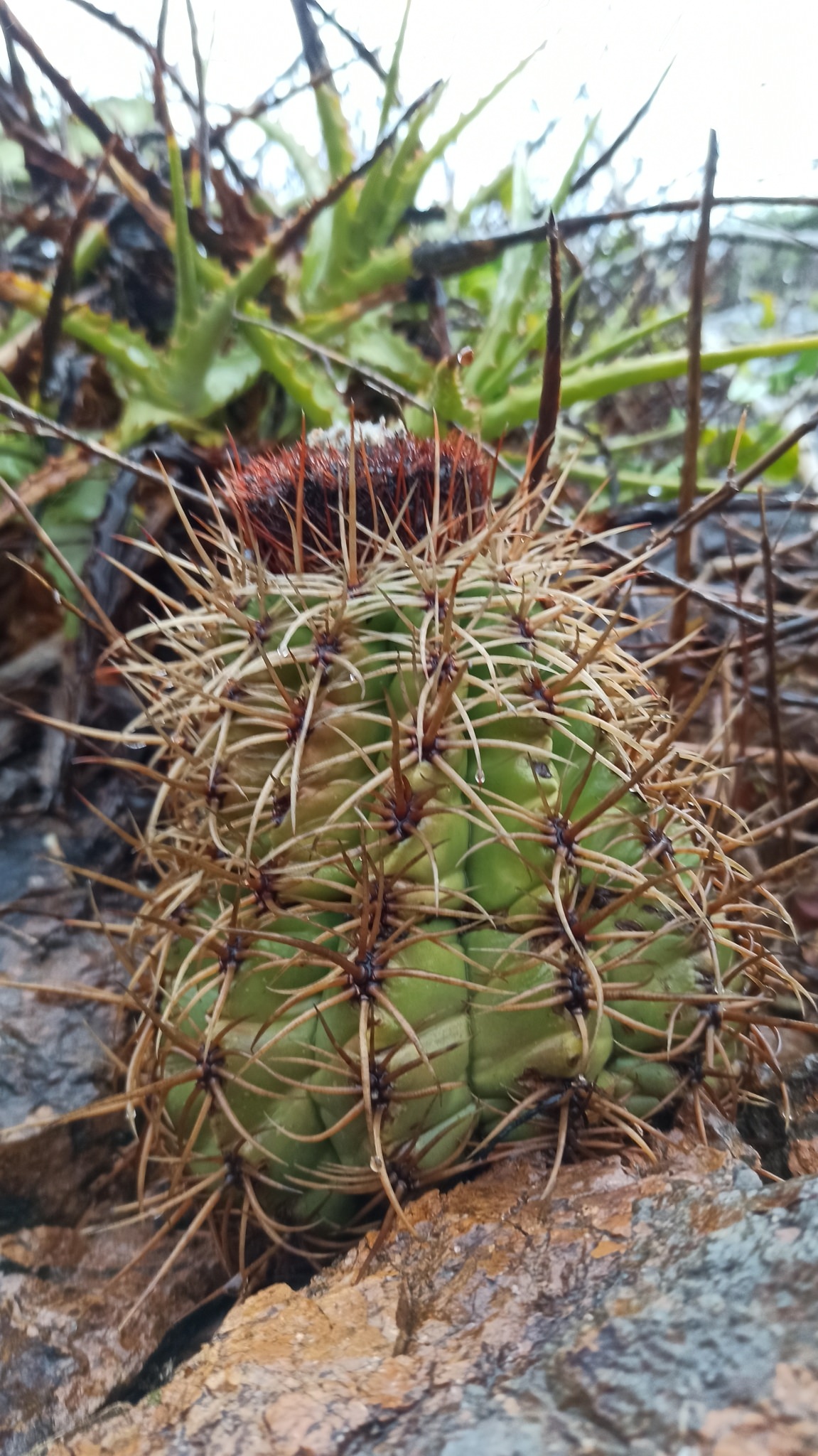 Melocactus curvispinus ssp. dawsonii